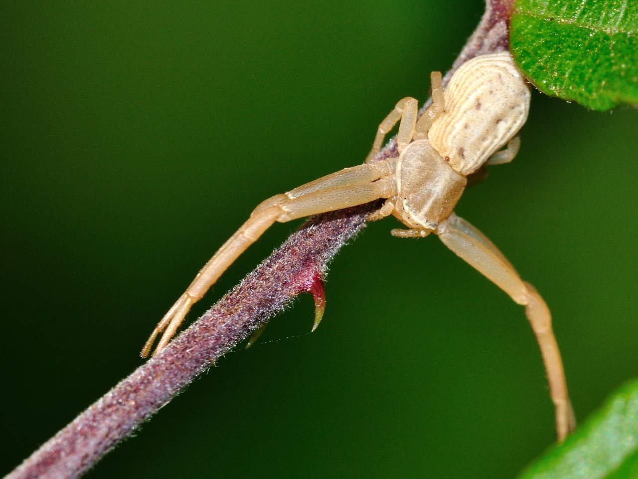 Runcinia grammica